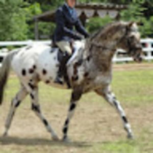 Meet your Posher, Wapspotacular